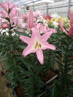 [5219 Okura VZ No02.JPG]